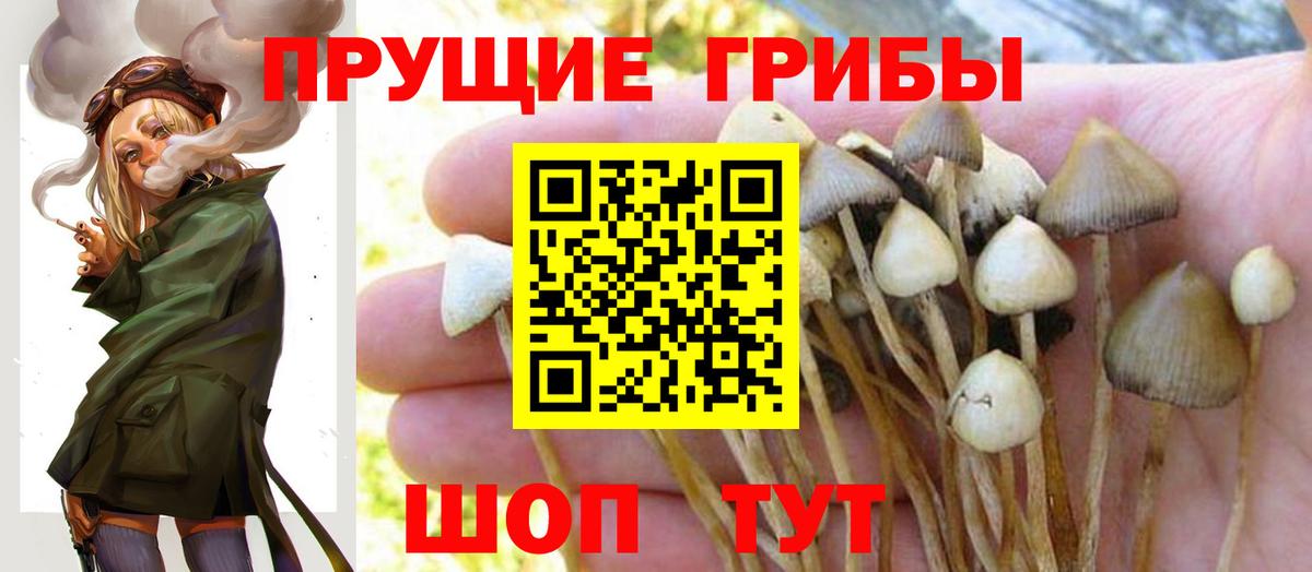 Павлово  Галлюциногенные грибы GOLDEN TEACHER  Вход с VPN  Псилоцибиновые грибы Magic Shrooms 